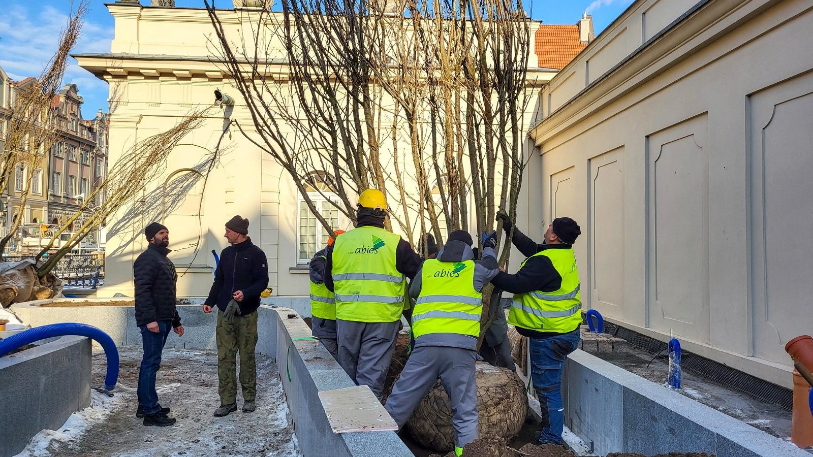Na zdjęciu robotnicy sadzący nowe drzewa