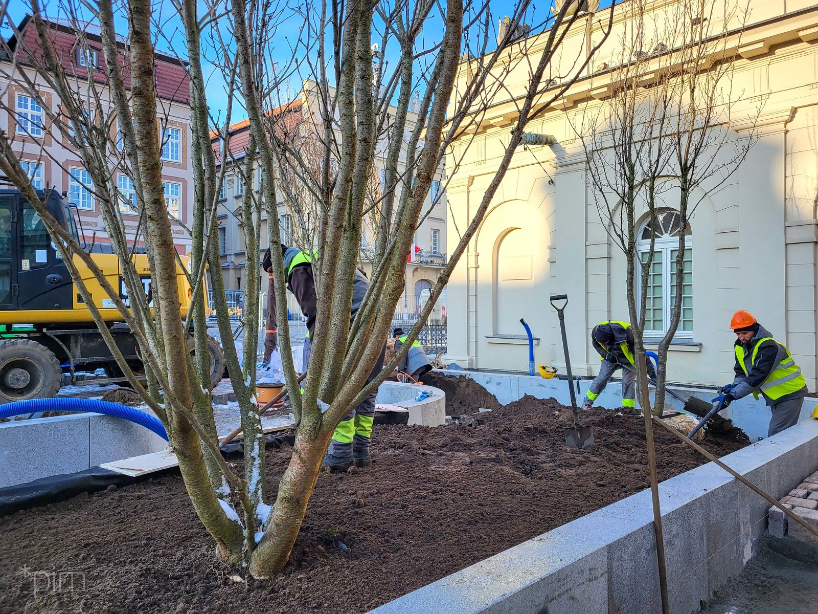 Na zdjęciu robotnicy sadzący nowe drzewa, w centrum pnie rośliny - grafika artykułu