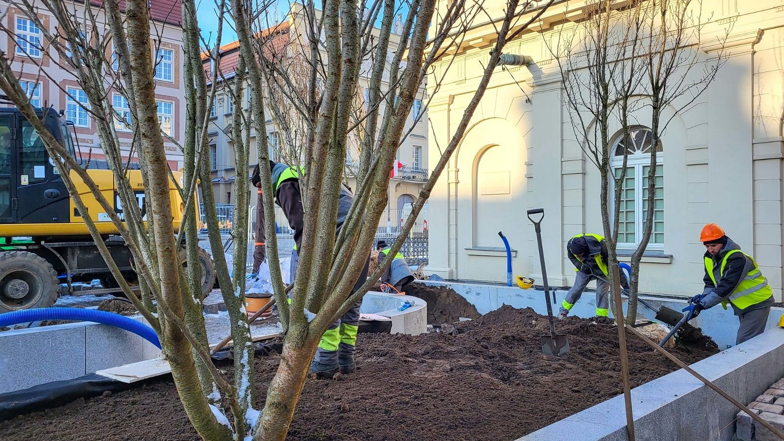 Na zdjęciu robotnicy sadzący nowe drzewa, w centrum pnie rośliny