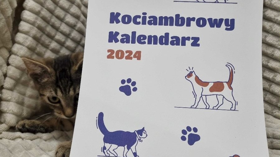 Zdjęcie przedstawia kota z kalendarzem.