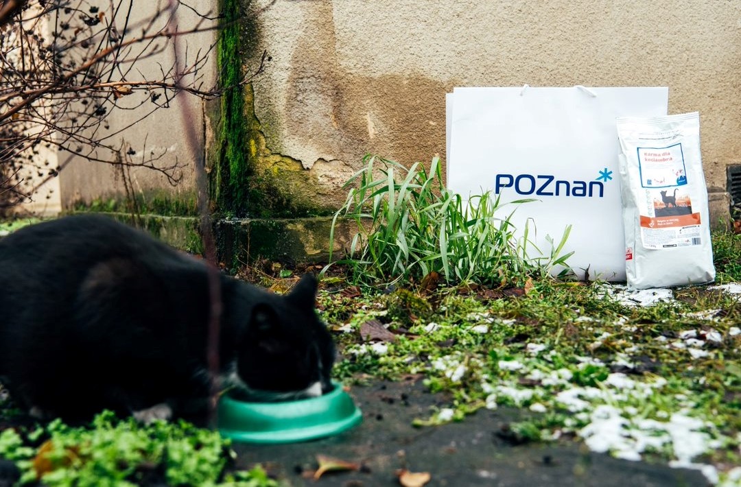 Na zdjęciu kot jedzący z miski, w tle karma dla zwierząt i torba z napisem Poznań - grafika artykułu