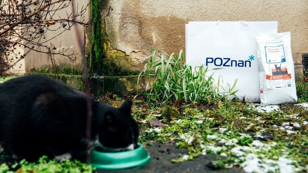 Na zdjęciu kot jedzący z miski, w tle karma dla zwierząt i torba z napisem Poznań
