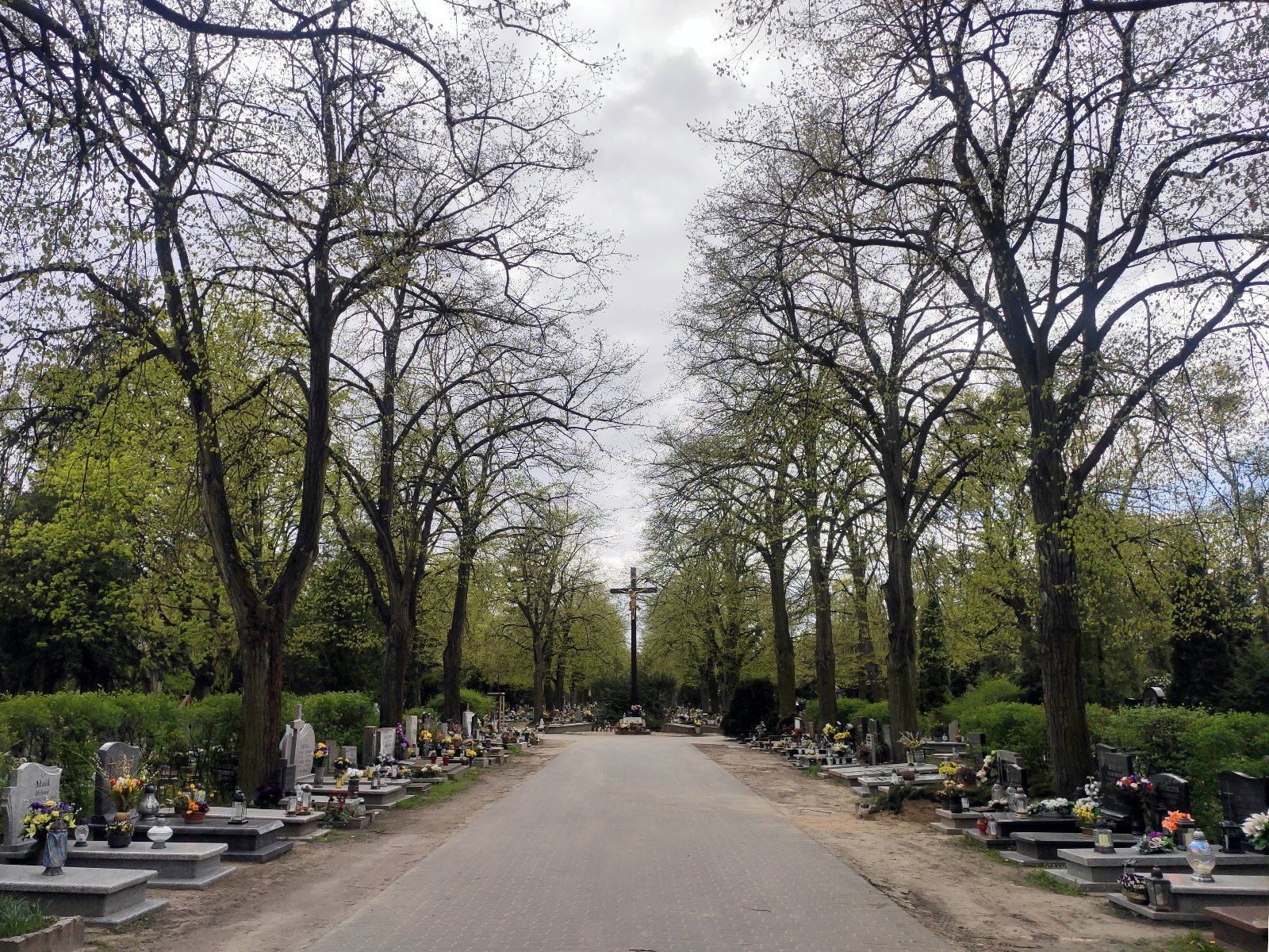 Galeria zdjęć przedstawia Cmentarz Górczyński. Na fotografiach widać aleję, wzdłuż niej drzewa i nagrobki. - grafika artykułu