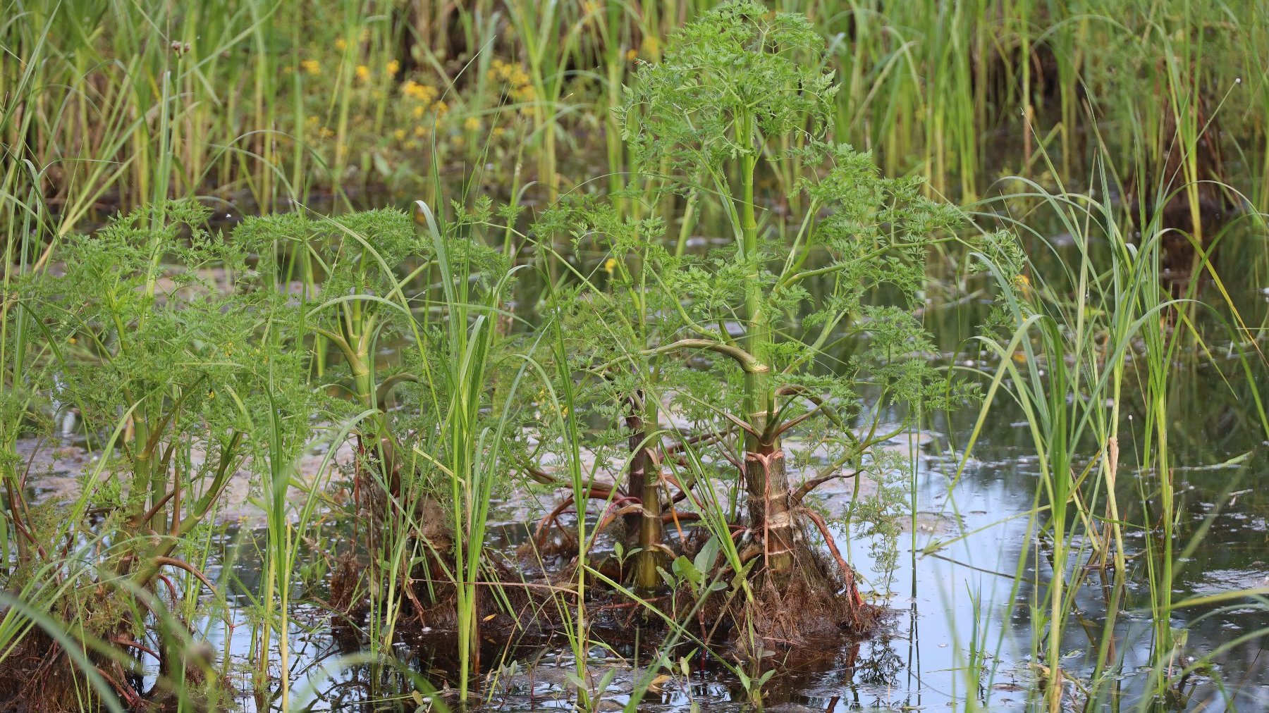 Zdjęcie przedstawia wodę w stawie lub rzece oraz zieleń - trzciny i inne.