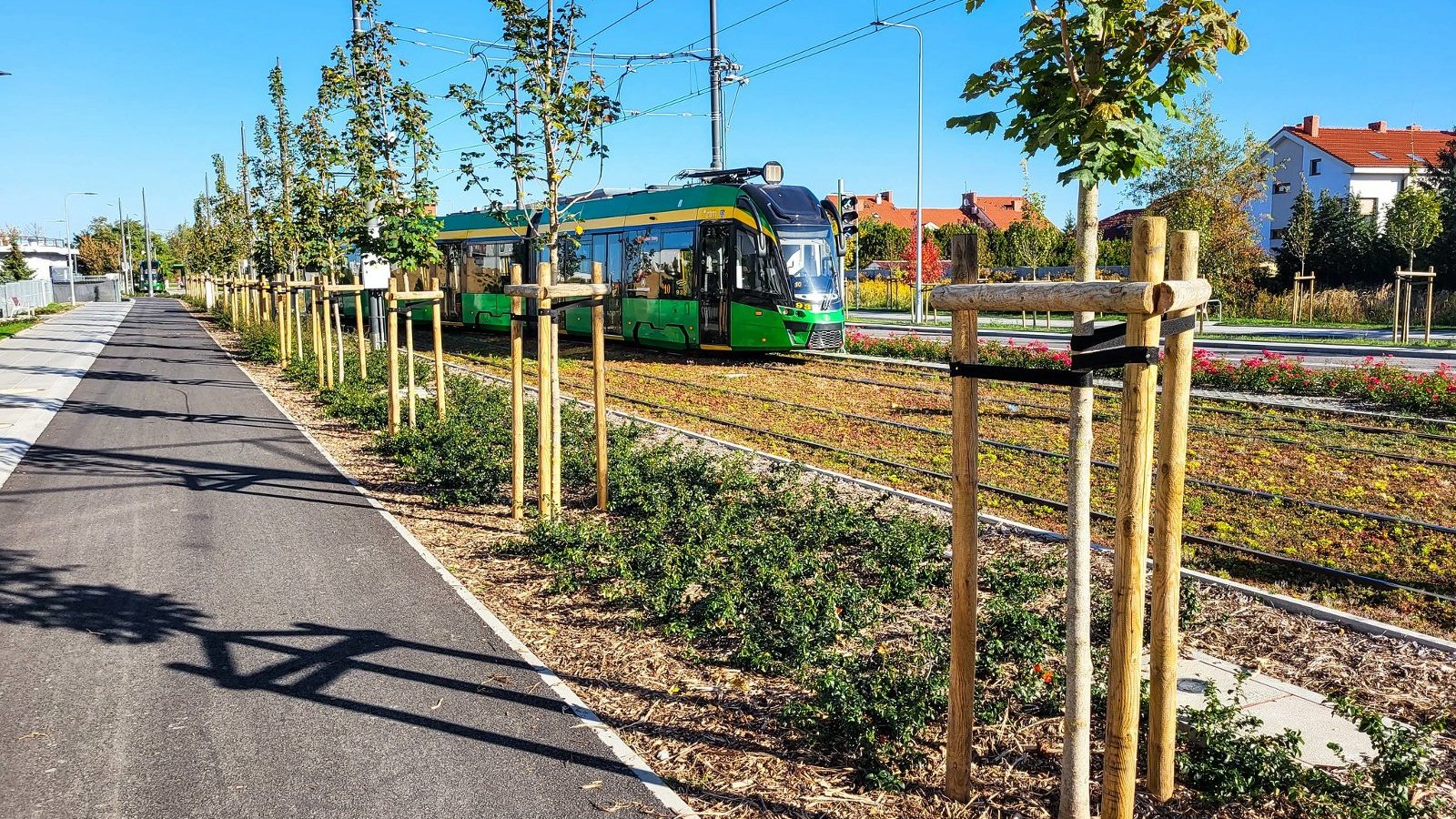 Na zdjęciu zielone torowisko, po nim jedzie tramwaj, na pierwszym planie nowo posadzone drzewa