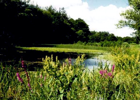 Der Großpolnische Nationalpark