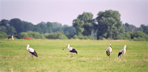 The Rogalin Landscape Park