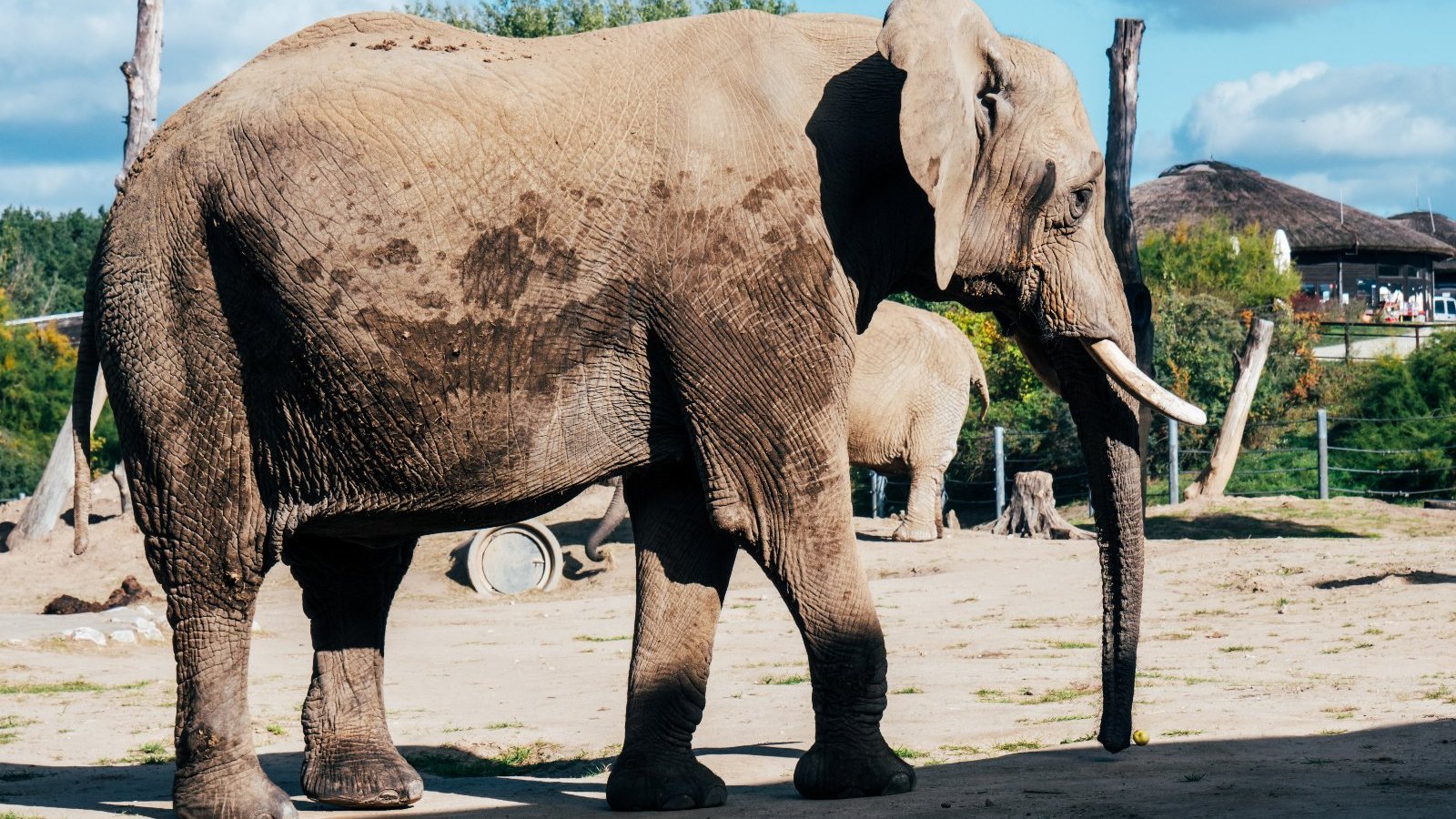 Na zdjęciu słoń w poznańskim zoo