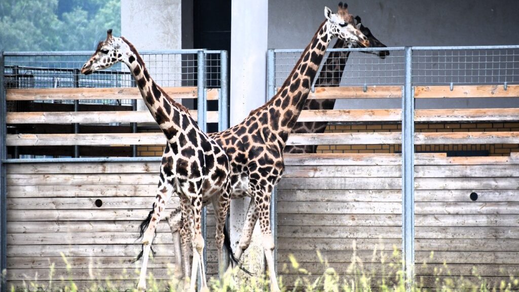 Dwie żyrafy w poznańskim zoo.