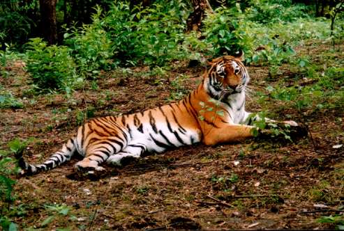 Siberian tiger