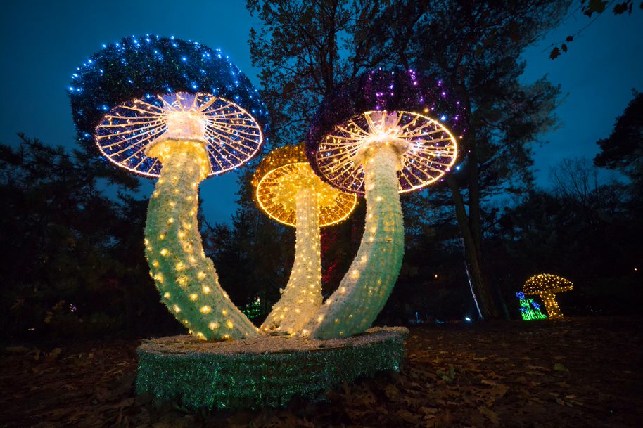 Picture of luminous constructions in Lumina Park - grafika artykułu