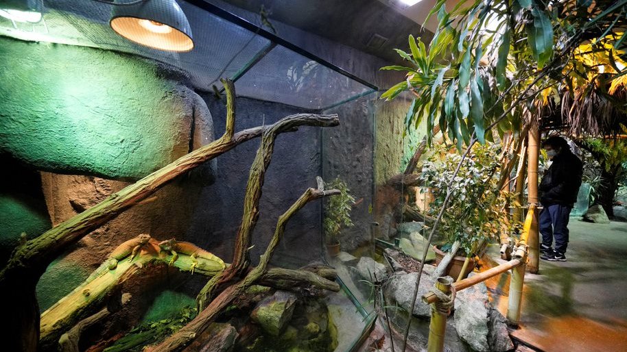 Picture of a room with tropical plants and a big aquarium and lizards in it.