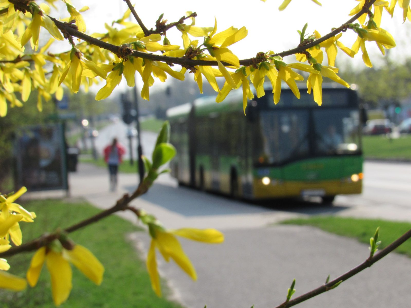 In the frame twigs with yellow flowers, green bus in the background.