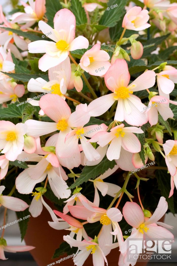 Begonia Waterfall® "Angel Soft Pink'