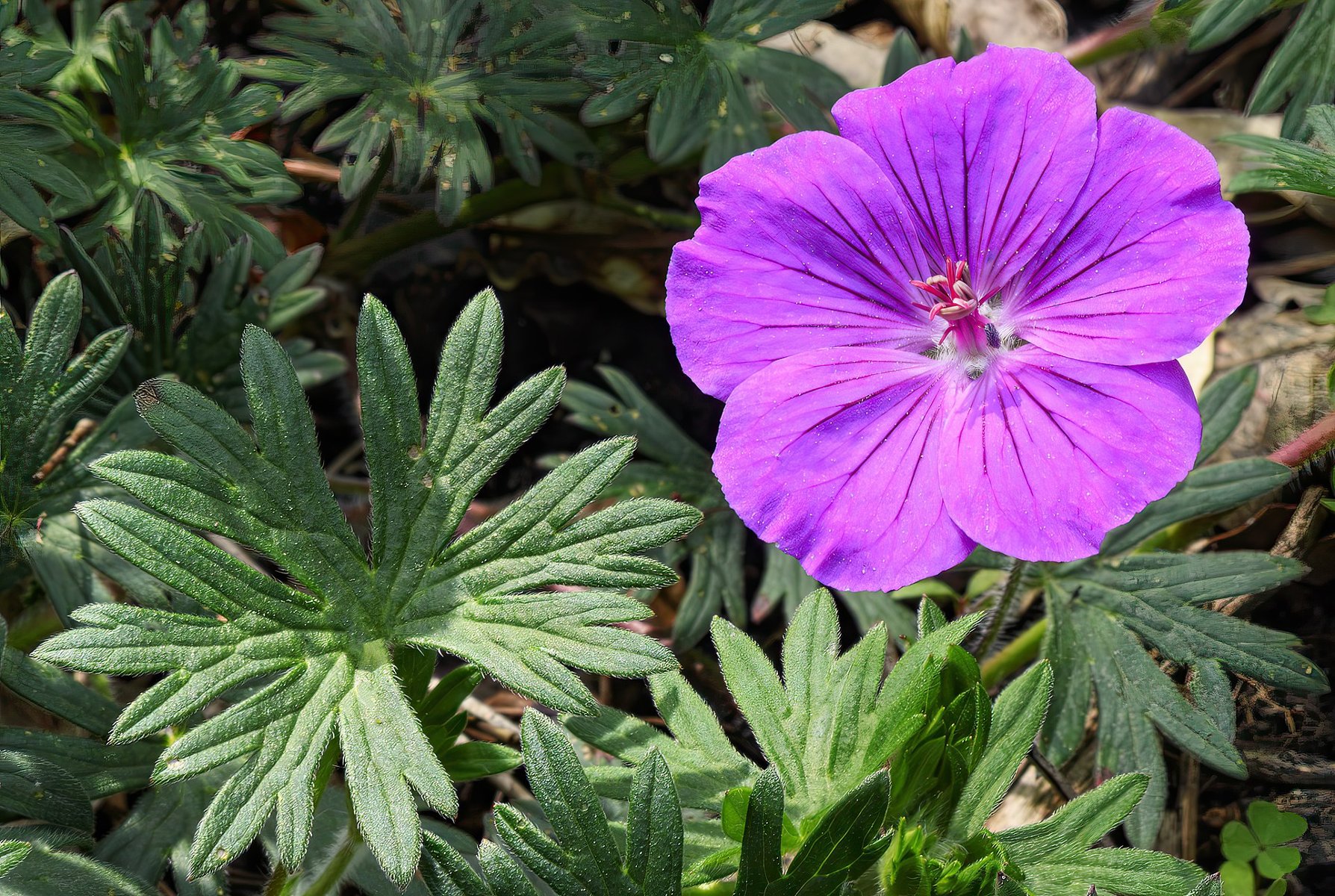 Bodziszek czerwony (Geranium sanguineum L.) - na zdjęciu widać kwiat różowy geranium i ciemnozielone liście dłoniasto 7-dzielne, całobrzegie ,źródło zdjęcia: (MHNT) Geranium sanguineum - Flower and leaf - Les Martels, Giroussens Tarn - Bodziszek czerwony - Wikipedia, wolna encyklopedia