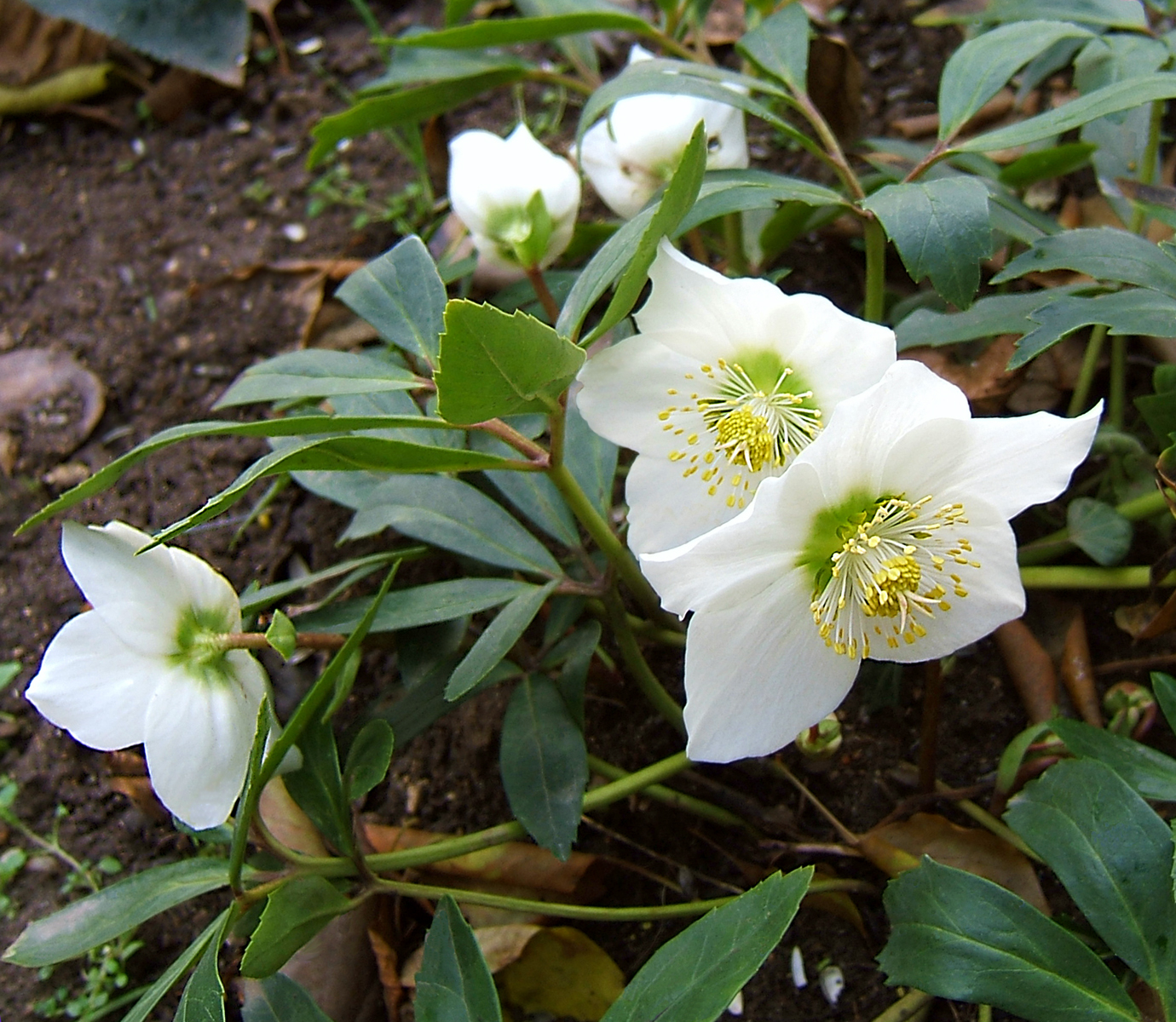 Ciemiernik biały (Helleborus niger) , na zdjęciu białe kwiaty z widocznymi żółtymi w środku kwiatostanu pręcikami i zielonymi liścmi,zdjęcie : https://pl.wikipedia.org/wiki/ciemiernik_bialy
