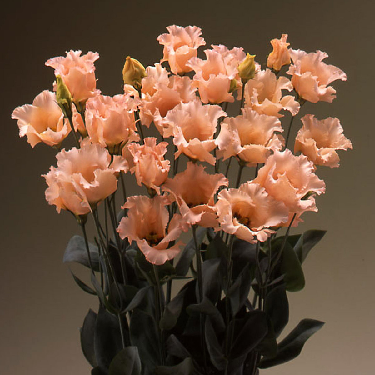 Eustoma "Falda Apricot'