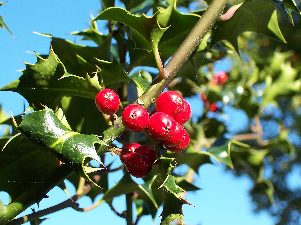 Ilex-aquifolium_ (Europaeische_Stechpalme-1)-zdjęcie Autorstwa Jürgen Howaldt - Fotografia własna, CC BY-SA 2.0 de,