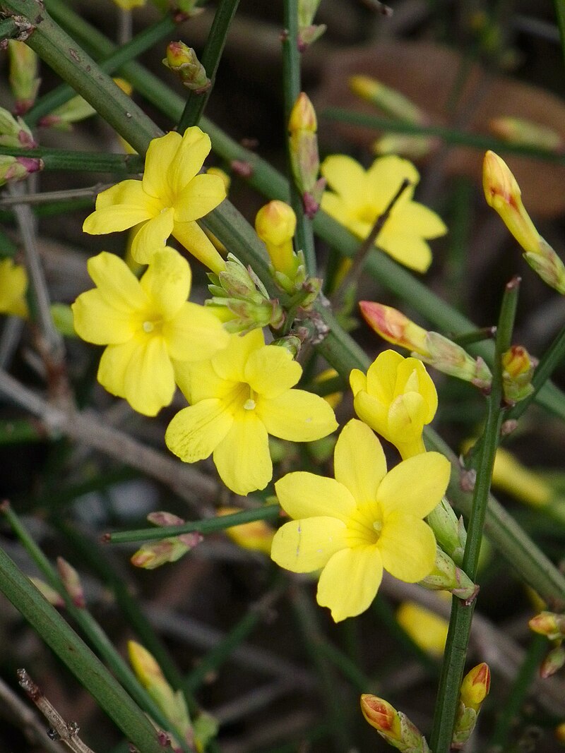 Jaśmin nagokwiatowy (Jasminum nudiflorum)-na zdjęciu zamiast liści, zimą pokazuje jasne, wesołe, żółte kwiaty, w kształcie gwiazdek, które mocno pachną.