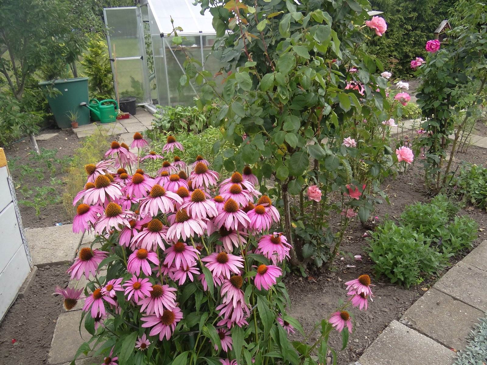 Jeżówka purpurowa,na pierwszym planie widać różowa jeżówka i róże ozdobne, w dalszej części ogrodu działkowego widać szklarnie, zbiornik na deszczówkę, konewki, siewki warzyw