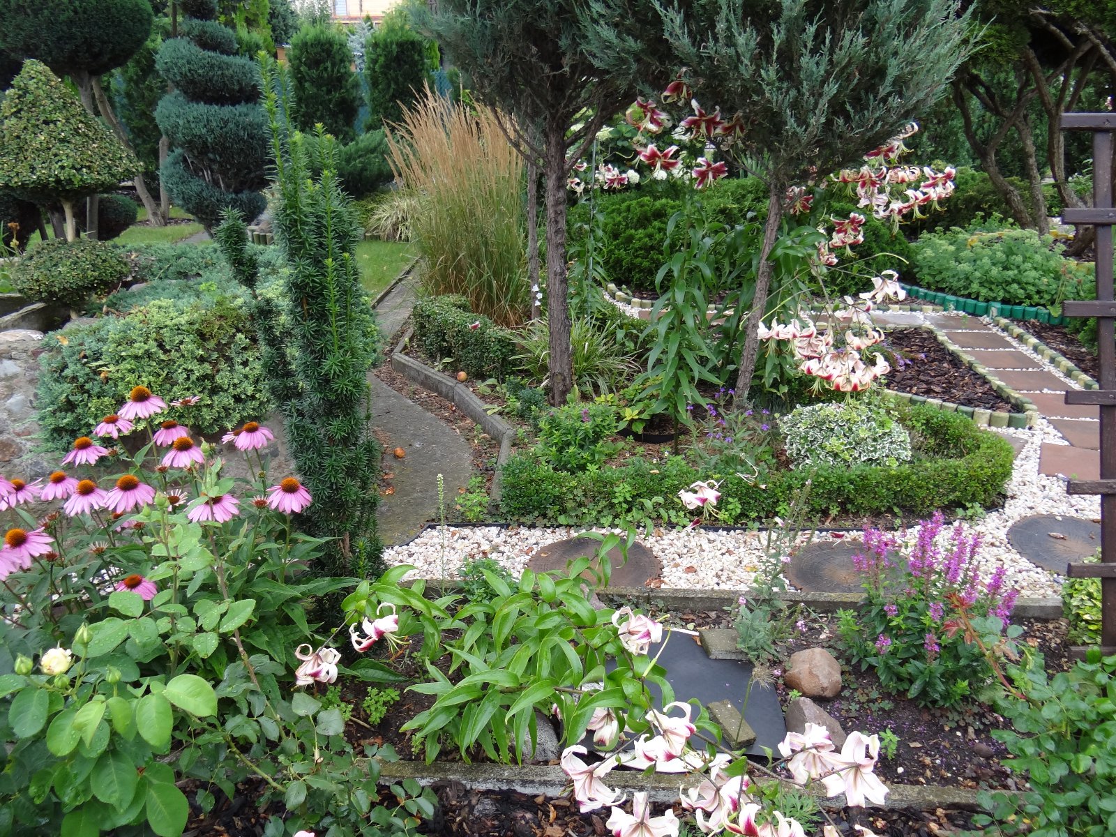 Jeżówka purpurowa,na pierwszym planie widać różowe jeżówki, białe lilie w dalszej części działki ogrodowej widać kompozycje z roślin zimozielonych bukszpanów, trzmieliny, rozchodnikach wyniosłego, trawy ozdobne oraz rołśiny iglaste