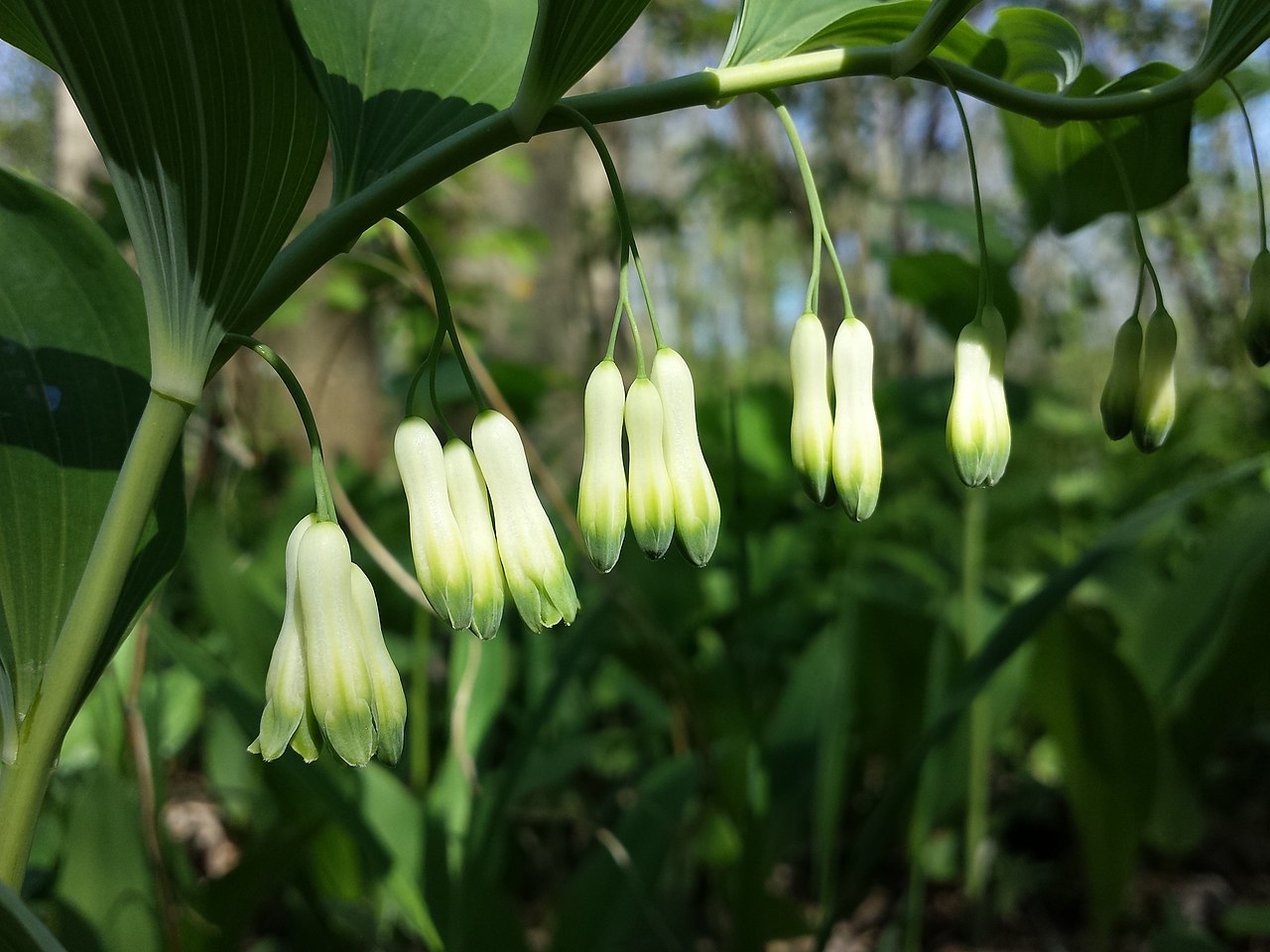 Kokoryczka wielokwiatowa - (Poligonatum multiforum L.) na zdjęciu łukowate łodygi na niej rosną eliptycznie wydłużone zielone liście, a pod nimi zwieszają się dzwonkowate białe kwiaty, źródło zdjęcia: Polygonatum multiflorum sl5 - Kokoryczka wielokwiatowa - Wikipedia, wolna encyklopedia