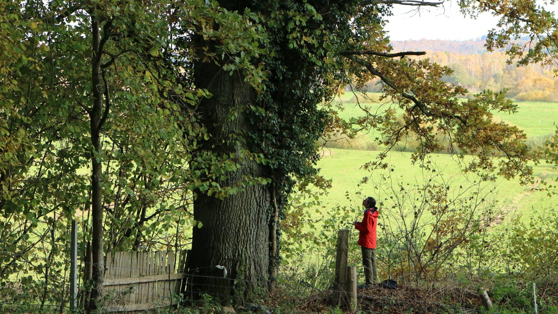 Zdjęcie przedstawia osobę stojącą przy drzewie