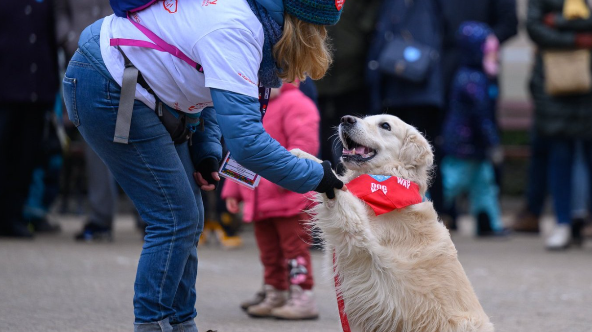 Osoba w białej koszuli, niebieskich dżinsach i niebieskiej kurtce schyla się, aby potrzymać psa za łapę. Pies to golden retriever ubrany w czerwoną chustkę z napisami "DOG" i "WAY". W tle widać innych ludzi. - grafika artykułu