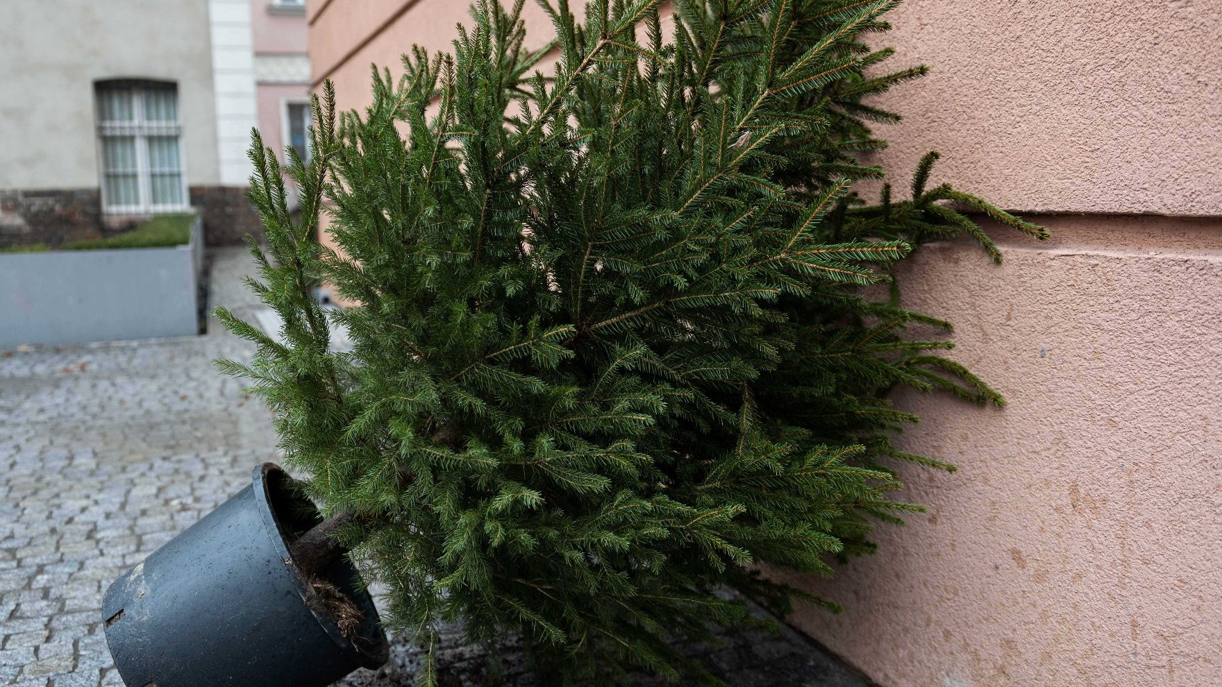 Na zdjęciu widoczne jest drzewko świąteczne w doniczce, pozbawione ozdób, przechylone na bok i oparte o ścianę budynku