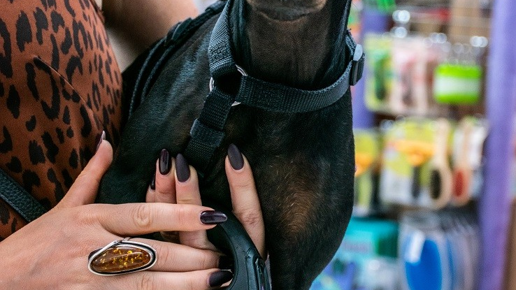 Kobieta trzyma w rękach swojego psa. Pies jest chudy, czarn w brązowe kropki. Ma na sobie szelki ze smyczą.