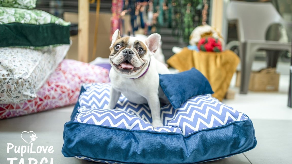 Pies rasy bulldog francuski, który siedzi na niebieskim legowisku.