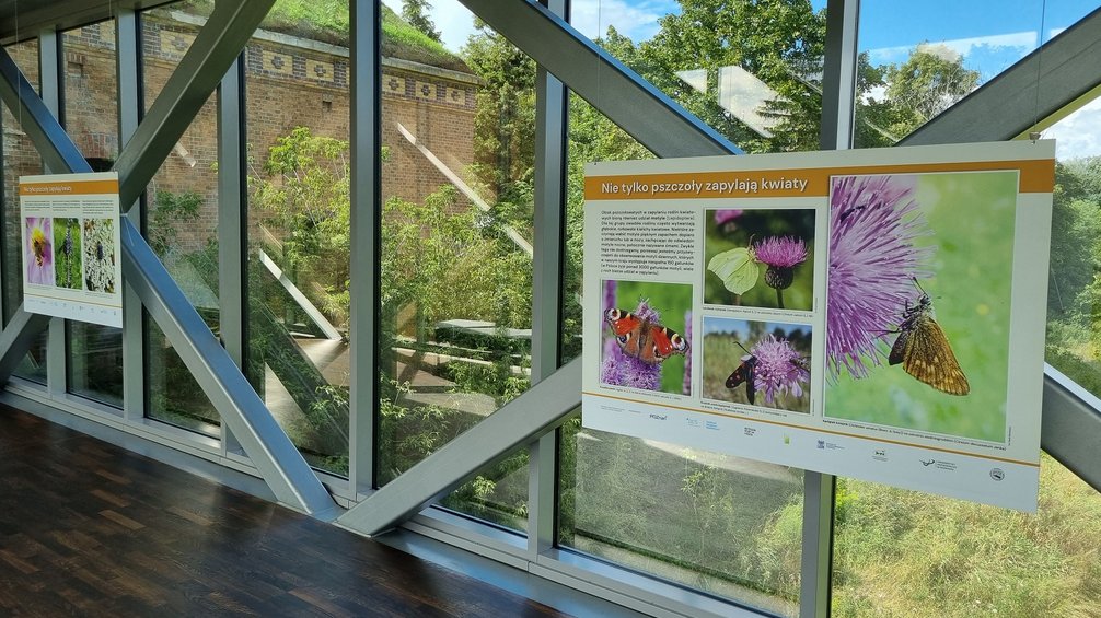 Kolorowe plakaty edukacyjne wiszą na szklanym przejściu w budynku Bramy Poznańskich. Na plakatach zdjęcia różnych owadów, które też zapylają kwiaty.