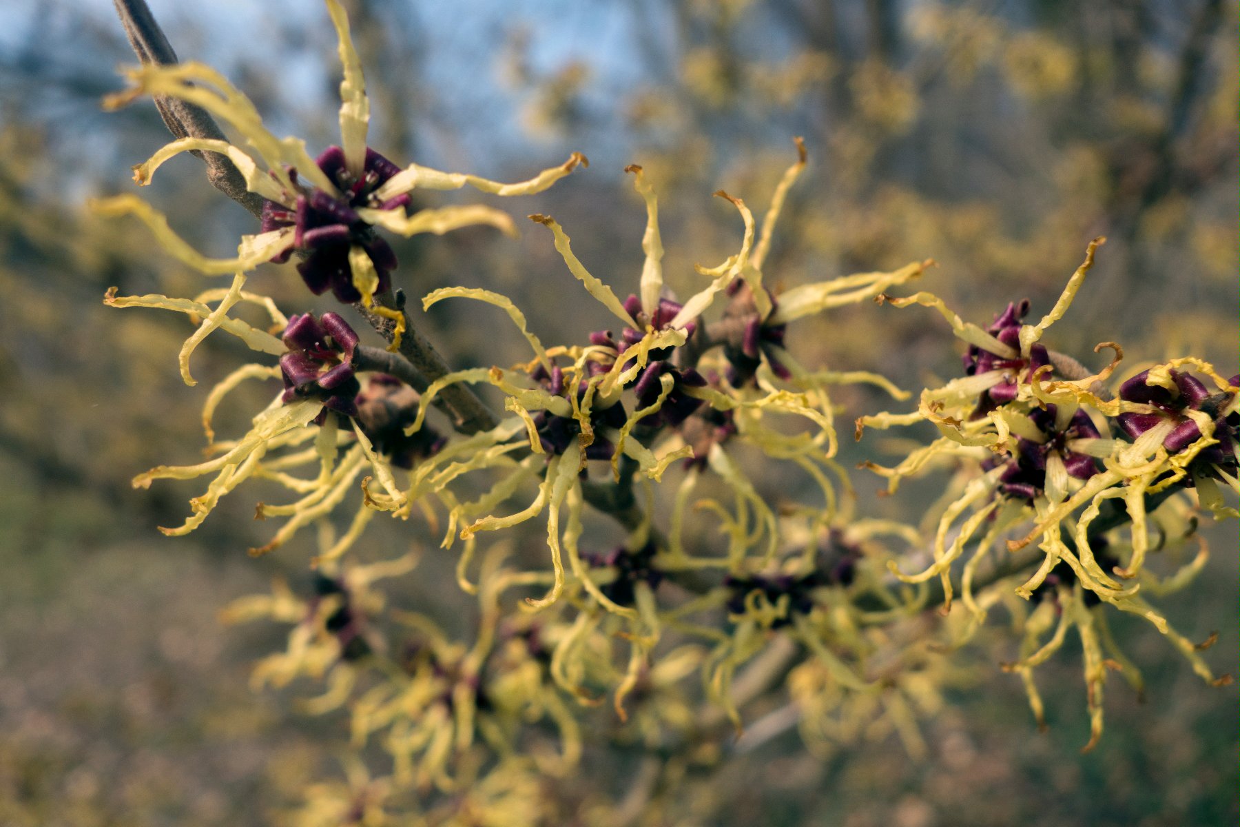 Oczar (Hamamelis) - oczar pośredni ,efektowny krzew z pachnącymi kwiatami,na zdjęciu widoczne kwiaty oczaru wyglądają niczym frędzelki, najczęściej są żółte, czasem pomarańczowe lub lekko czerwone,zdjęcie: ttps://pl.wikipedia.org/wiki/oczar_posredni