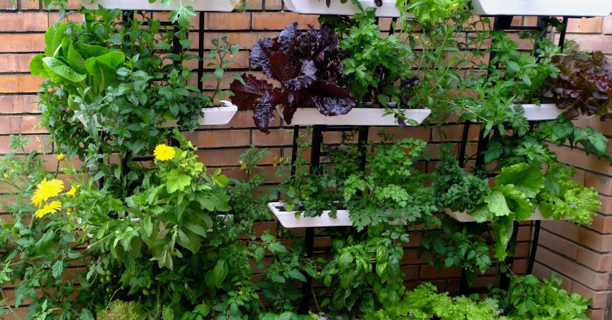 ogród wertykalny - zioła na zdjęciu widoczna zielona ściana z uprawą ziół w pojemnikach