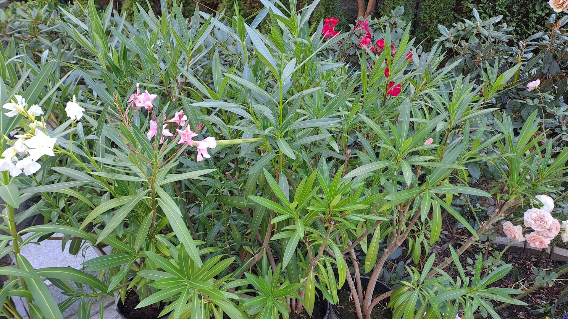 Oleander, na zdjęciu oleandry w kolorze bieli,jasnego różu i ciemnego różu w oddali widać kwiaty róży pachnącej