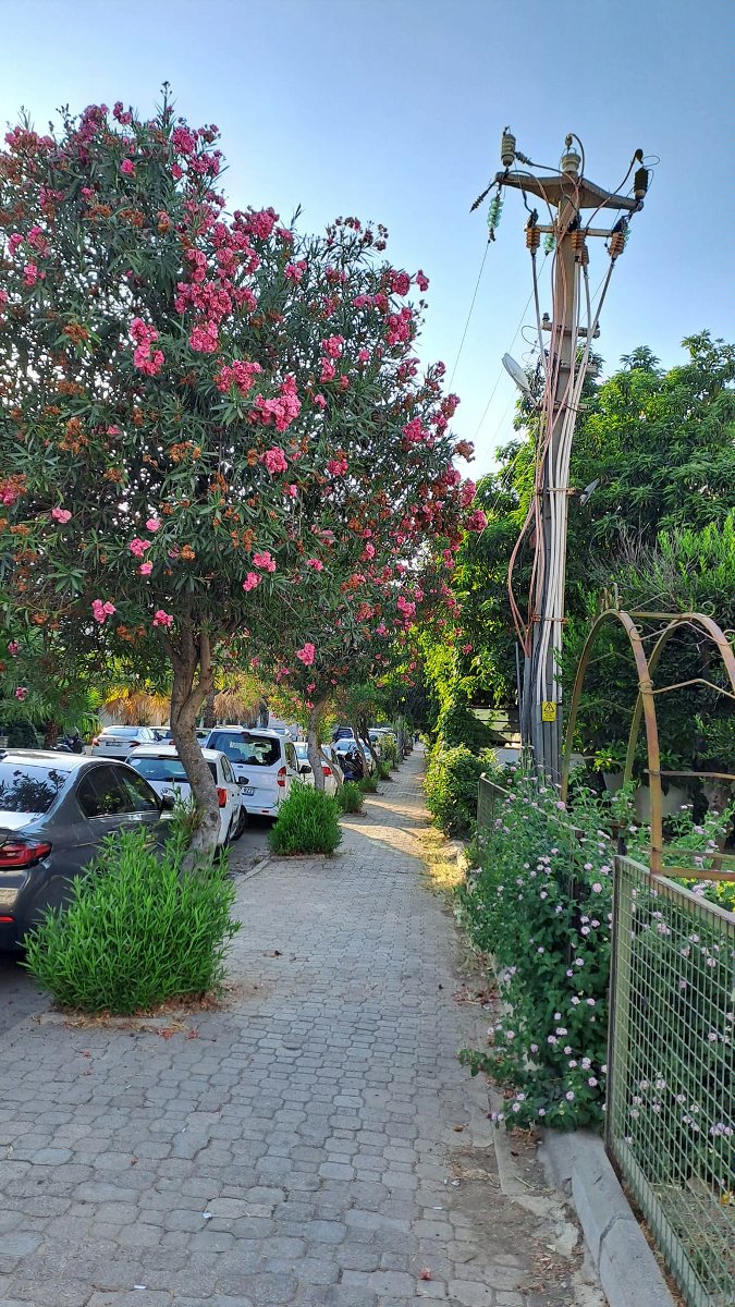 Oleander, na zdjęciu Oleander w naturalnych rozmiarach jako wysoki krzew,drzewo,widziane w Turcji