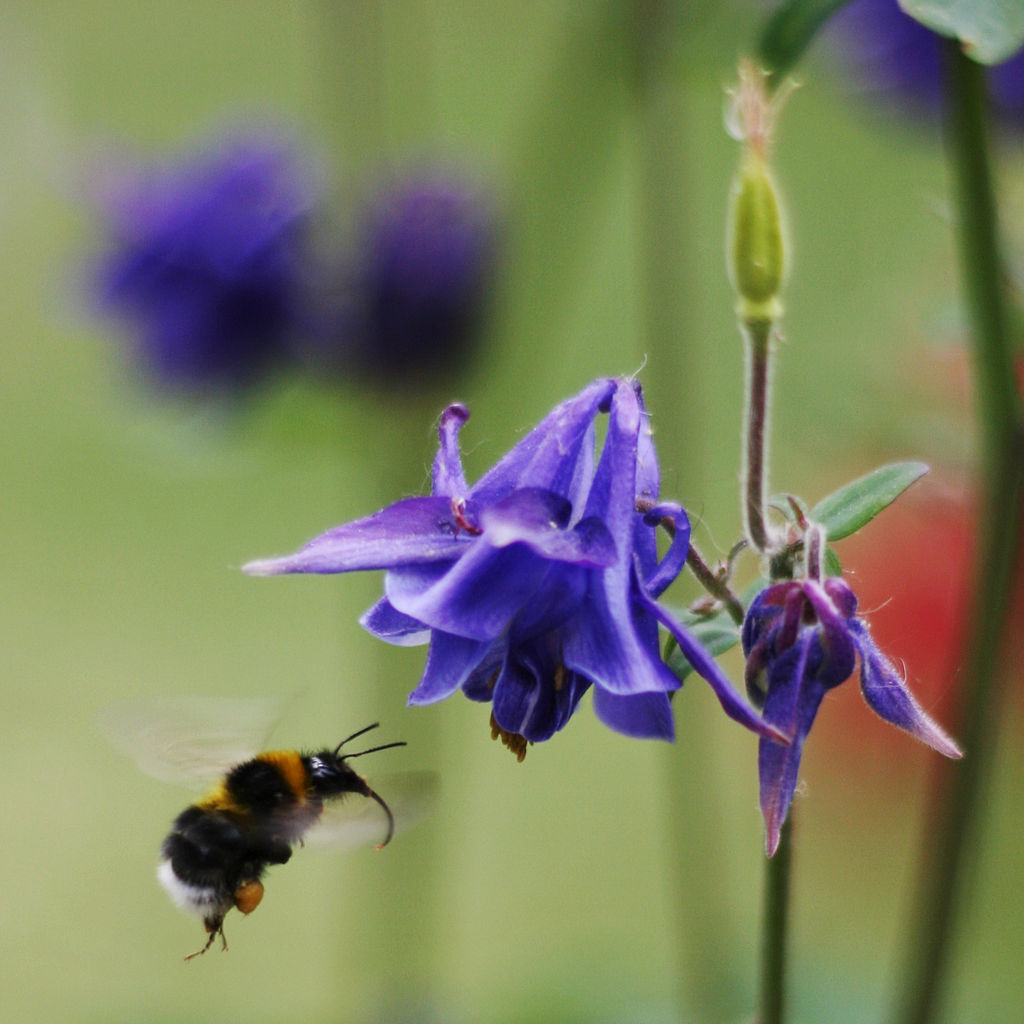 Orlik pospolity (Aquilegia vulgaris L.) - na zdjęciu widać trzmiela podczas zapylania kwiatu orlika pospolitego, widoczne fioletowe kwiaty kielicha, zdjęcie pochodzi ze stronu: Bee pollinating Aquilegia vulgaris - Orlik pospolity - Wikipedia, wolna encyklopedia