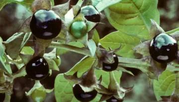 Pokrzyk wilcza jagoda (Atropa belladonna L.)