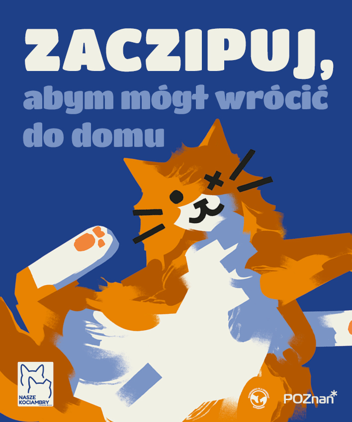 Dla mieszkańców Poznania czipowanie zwierząt domowych jest darmowe Rudo-biały kot na niebieskim tle