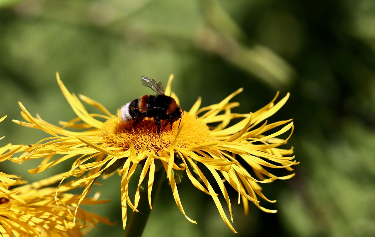 Trzmiele to ważne dzikie zapylacze,fot. Pixabay Trzmiele to ważne dzikie zapylacze,fot. Pixabay