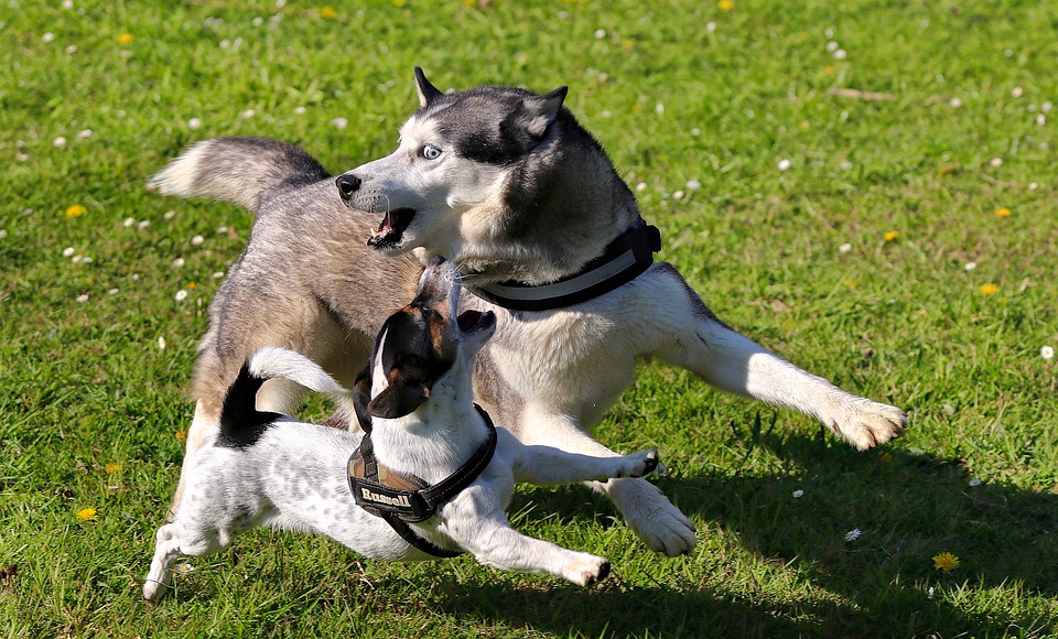 Pies rasy husky i pies rasy jack russel terrier biegnące wspólnie na trawie