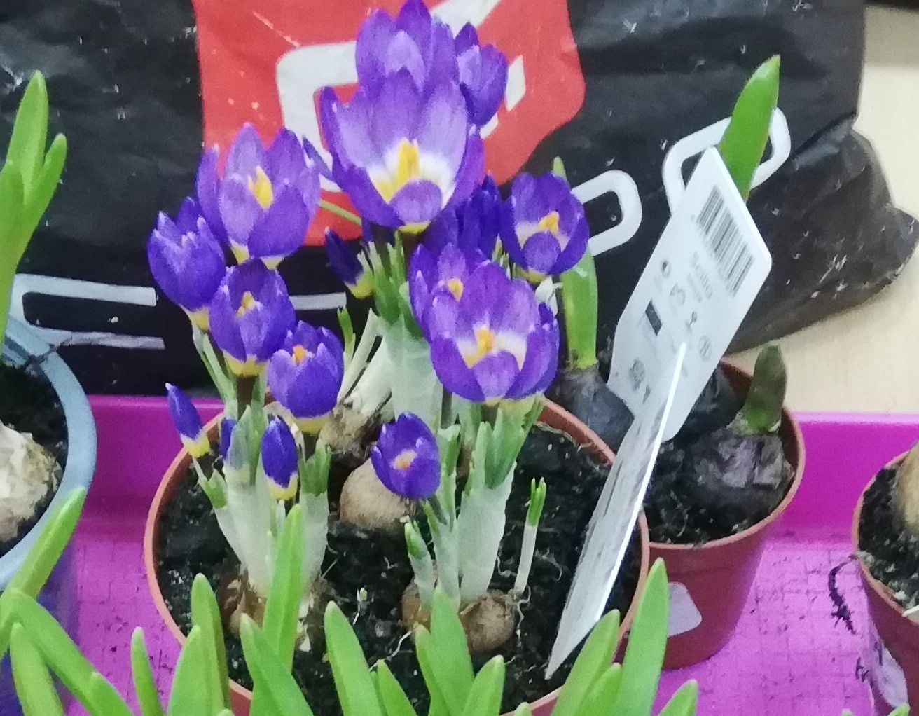 Wiosenny kwiat - Krokus wiosenny i jej krewniak szafran