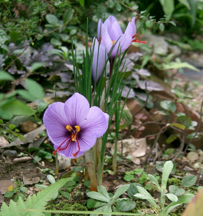 Wiosenny kwiat - Kwiat szafranu uprawnego