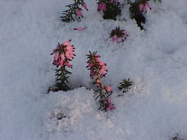 Wrzosiec czerwony (Erica carnea) , na zdjęciu widoczny biały śnieg z różowymi kwiatami i widocznymi krzewinakmi ,zdjęcie: https://pl.wikipedia.org/wiki/Wrzosiec_krwisty