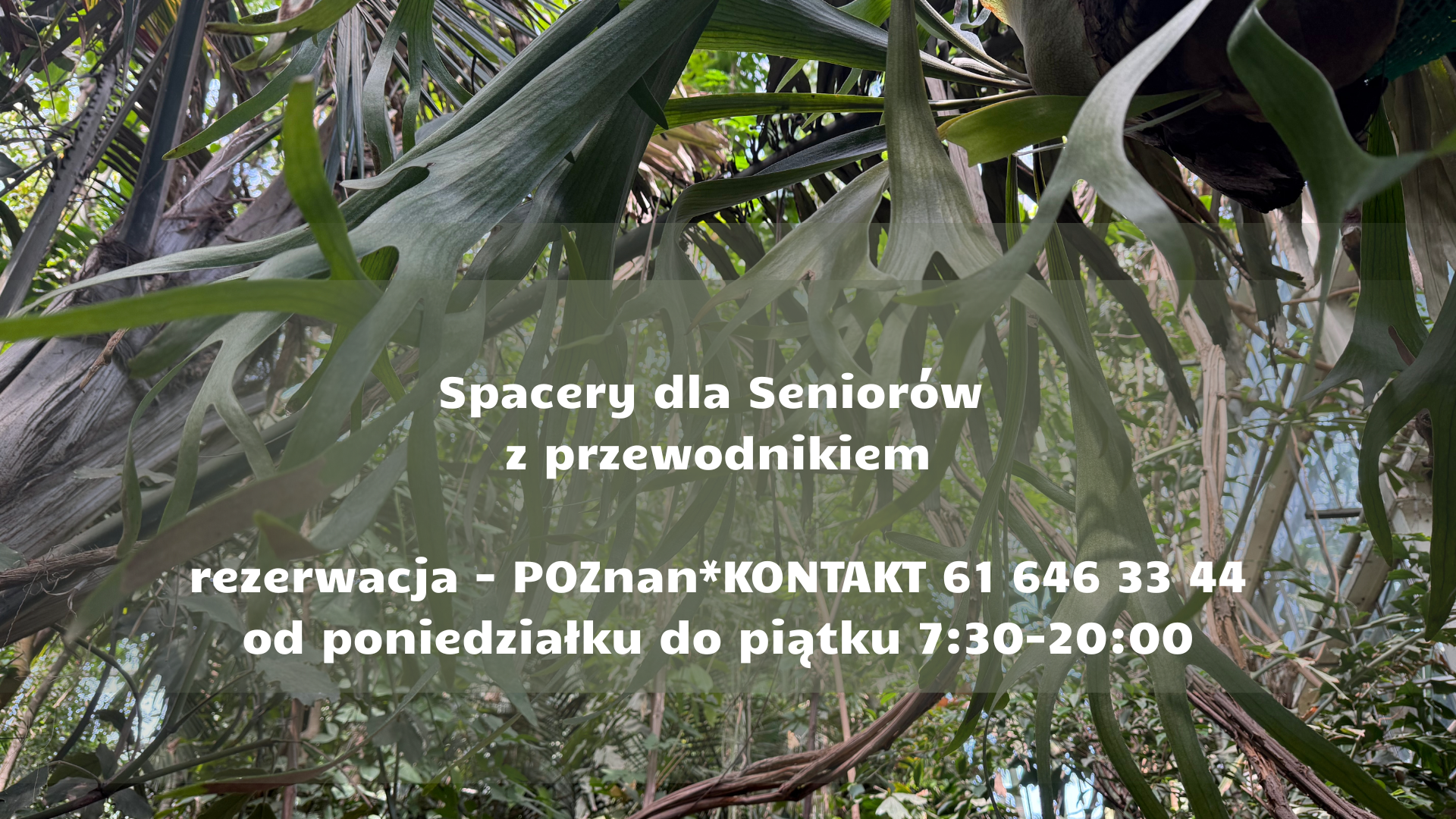 Spacery dla Seniorów w Palmiarni Poznańskiej rezerwacja wizyt, fot. APS Zdjęcie przedstawia roślinność znajdującą się w Palmiarni Poznańskiej w przybliżeniu oraz tekst informacyjny napisany białymi literami. Tekst informuje o możliowści zapisów na zwiedzanie z przewodnikiem za pomocą infolinii Poznań Kontakt.