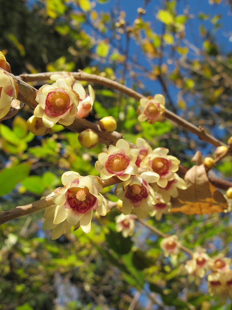 zimokwiat wczesny (Chimonanthus praecox) na zdjęciu widoczne pędy z licznymi kwiatkami są one żółte z purpurowobrązowym środkiem,w tle widać niewyraźne zielone liście,zdjęcie:https://pl.wikipedia.org/wiki/Zimokwiat