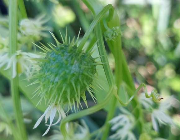 Kolczurka klapowana (Echinocystis lobata) to inwazyjne plącze Kolczurka klapowana (Echinocystis lobata) to inwazyjne plącze
