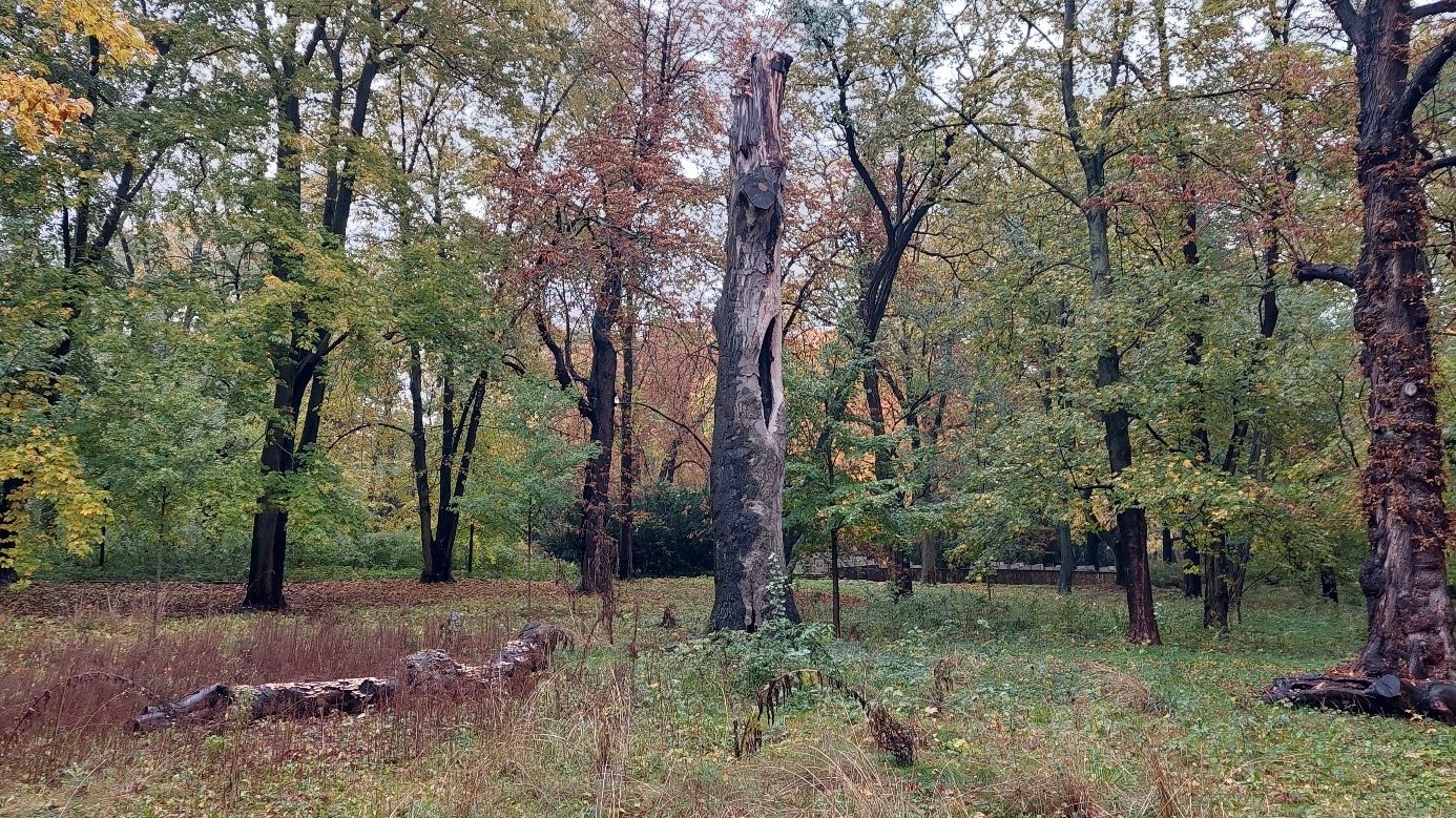 Drzewa pozostawione do naturalnego rozkładu, tzw. świadkowie