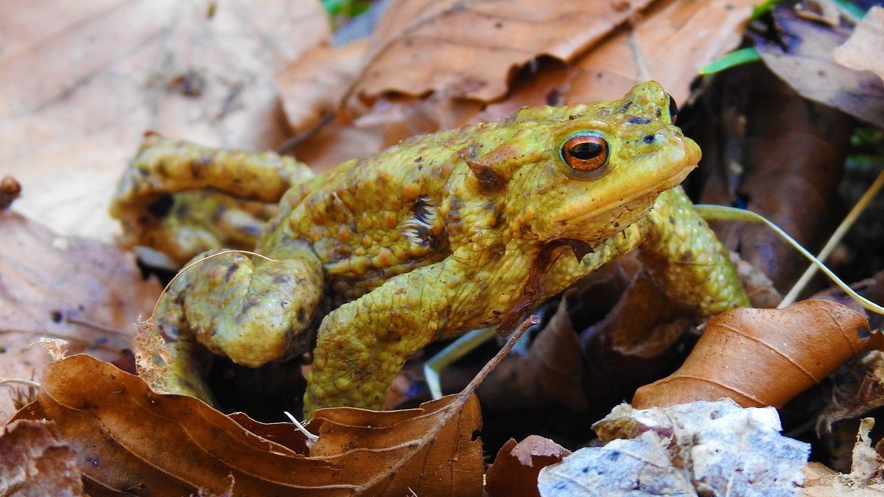 Od marca do połowy kwietnia trwa wiosenna migracja płazów do miejsc rozrodu/ fot. Pixabay