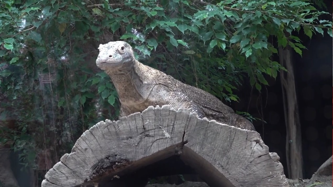 Galeria zdjęć przedstawia dużą jaszczurkę - warana z Komodo.